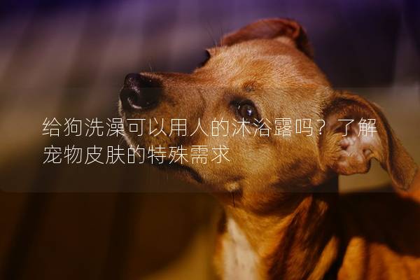 給狗洗澡可以用人的沐浴露嗎？了解寵物皮膚的特殊需求